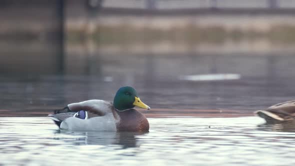 Wild Ducks Swimming on Lake Water