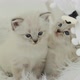 Fluffy Ragdoll Kittens Indoors - VideoHive Item for Sale