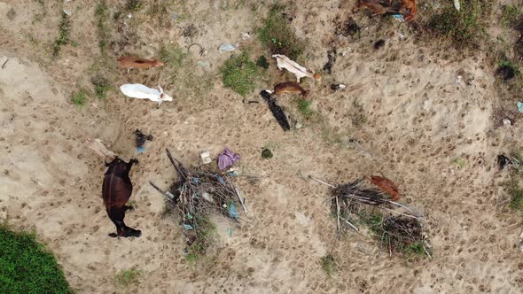 Aerial view herd of cows walk at the sand