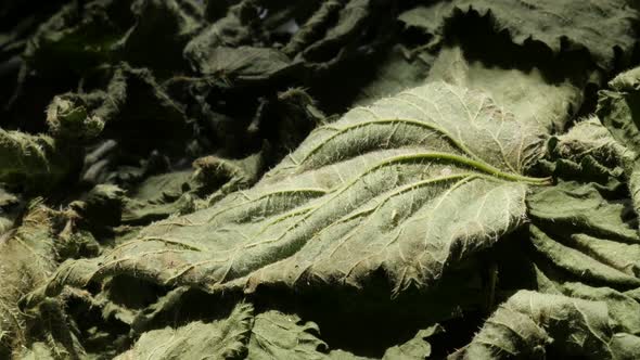 Pan over common nettle Urtica dioica dried leaves 4K video