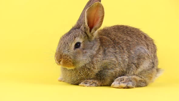 a Curious Calm Fluffy Brown Rabbit Sits on a Yellow Bed Background in a Curtain Plan