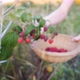 Slow motion hand plucks ripe red juicy raspberry in the garden - VideoHive Item for Sale
