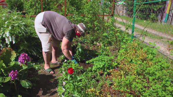 A Woman in a Hat Plants a Young Red Rose Sapling on a Flowerbed