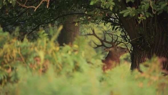 Male Red Deer Stag (cervus elaphus) rubbing its head of a tree in fern and forest woodland landscape