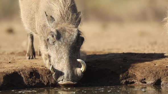 Medium closeup of a female warthog drinking at a waterhole in Mashatu, Botswana.