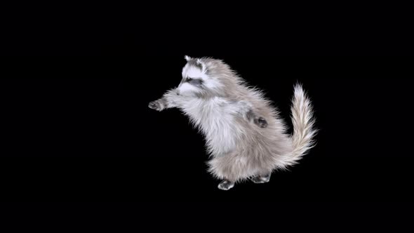 Raccoon Dancing 4K