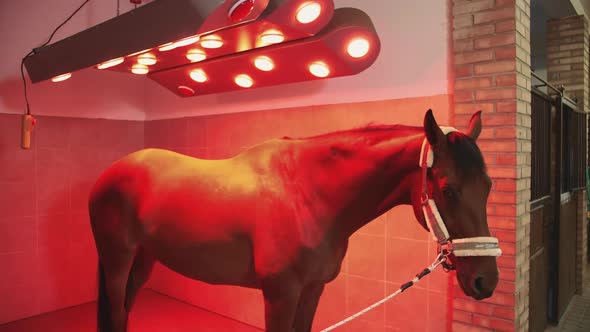 Horse Under Infrared Lamp.