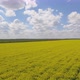 Flying Above Canola Field - VideoHive Item for Sale