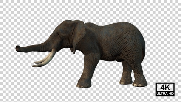 Elephant Hit Left Side View