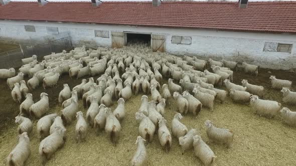 Goats entering the barn