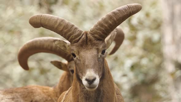 Wild Ram with Big Horns Animal in Untouched Nature Mouflon in Forest Wild Sheep Wildlife
