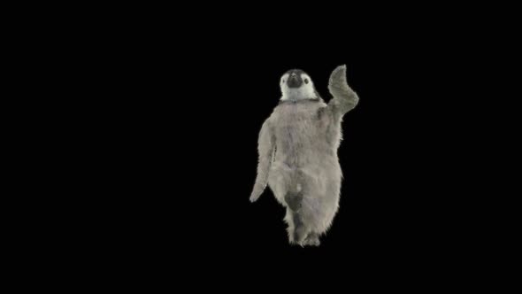 74 Penguin Dancing HD