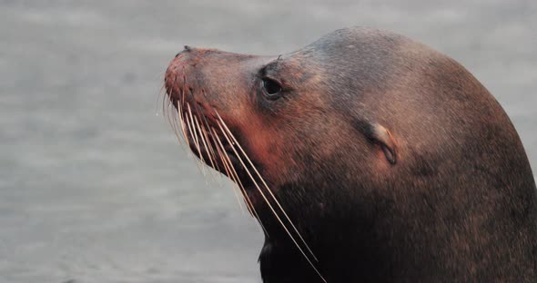 Large mother sea lion in Galapagos Islands