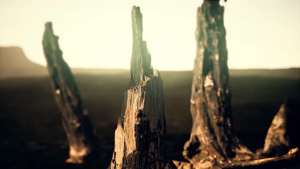 Logs and Trunks After the Forest Fire