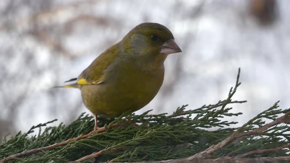 Greenfinch On A Thuja Branch