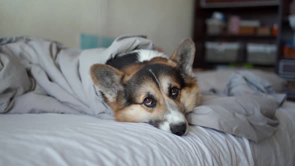 Cute Lazy Dog Welsh Corgi is Sleeping in Bed Early Morning Wake Up Concept