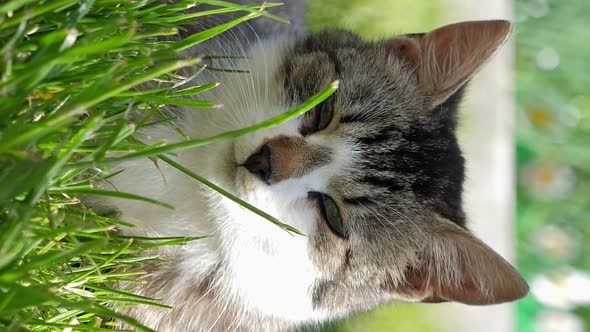 Cat Lying in Green Grass at the Garden