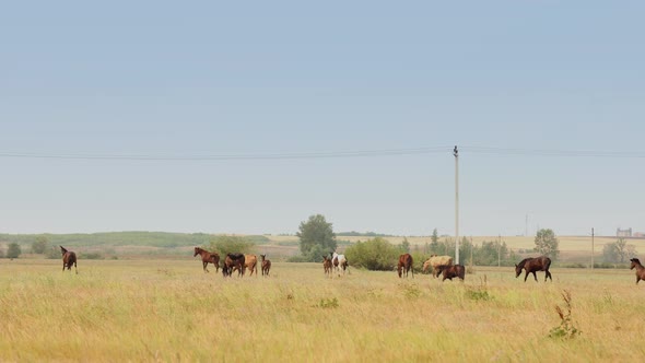 Herd of Horses with Foals Graze in Meadow