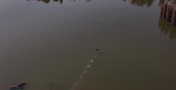 Breathtaking wildlife aerial  scene of mute white swan taking off from water for flight in lake, par