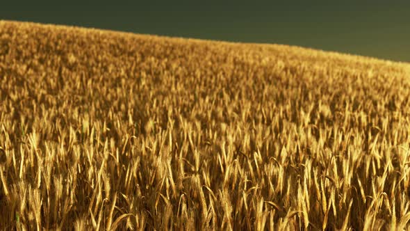 Ripening Ears of Rye in a Field