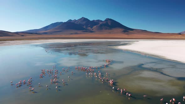 Sunrise View of Laguna De Canapa with Flamingo Bolivia Altiplano