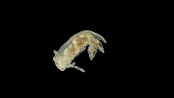 Sea slug Nudibranchia under a microscope, Eubranchidae family