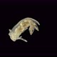 Sea slug Nudibranchia under a microscope, Eubranchidae family - VideoHive Item for Sale