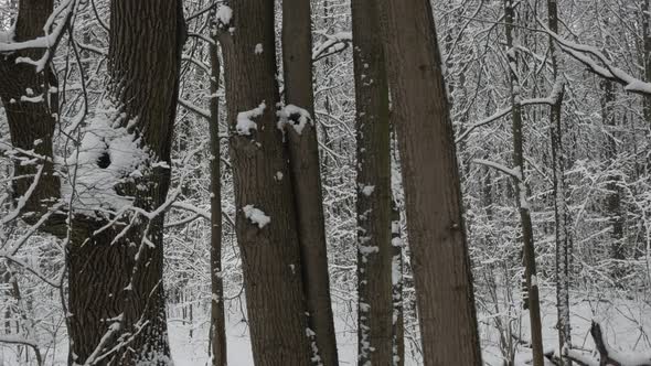 Walking Motion In Winter Snowy Forest Park