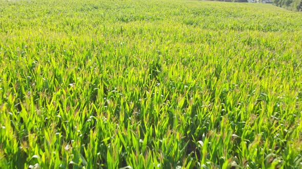 aerial view of corn field in late summer