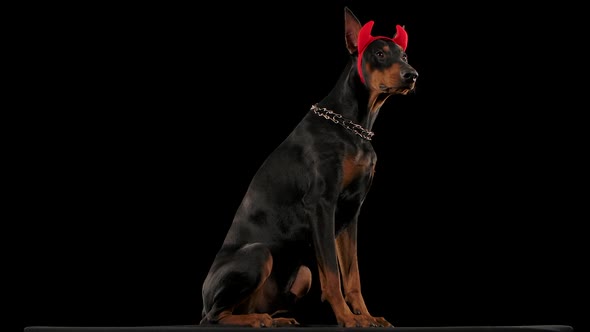 Doberman Pinscher Isolated in the Studio on a Black Background
