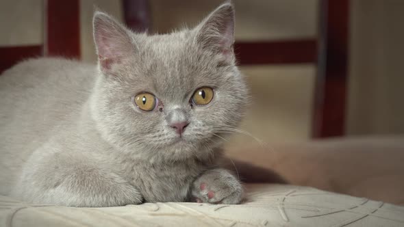 Pedigree Gray Domestic Cat Sleeps on a High Chair in the Apartment