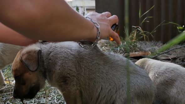 the Hands of a Female Animal Rights Activist Pouring Medicine on a Wound on the Back of Injured