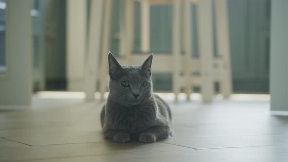 Grey Domestic Purebreed Cat Laying on the Floor Relaxing and Looking Around with Curiosity