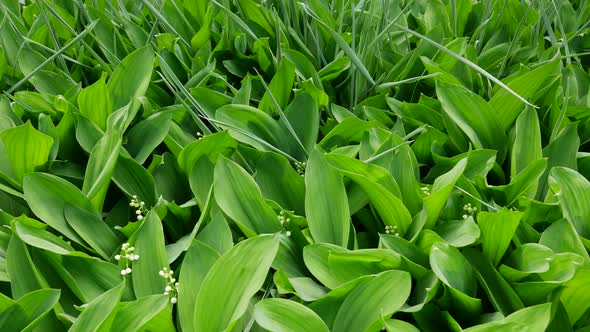 Green Leaves Lily of the Valley Texture for Background