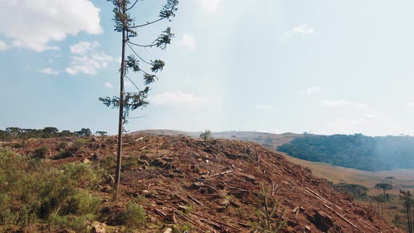 Deforestated Lifeless Land with Stumps