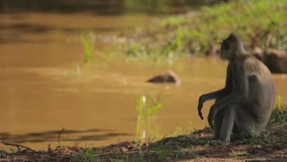 Animals of Sri Lanka. Monkey in the Jungle. Close-up.