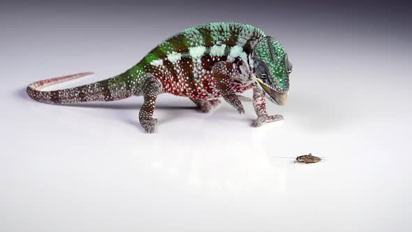 Chameleon Catching and Eating Slow Motion