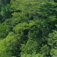 Flying Over Lush Green Forest - VideoHive Item for Sale