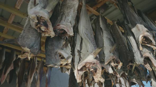 Cod hung out to dry to preserve the meat, traditional method, delicacy