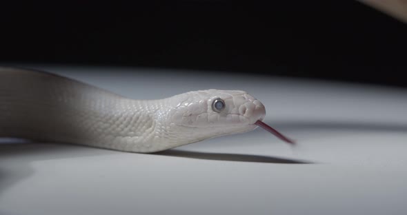 Opal Corn Snake Close Up of the Face with Tongue Touching the Ground