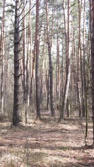 Vertical Video of the Forest Landscape Aerial View Slow Motion