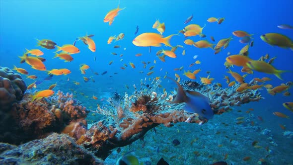 Reef Scene Corals and Fish