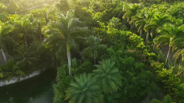 Many Palm threes in Florida aerial view