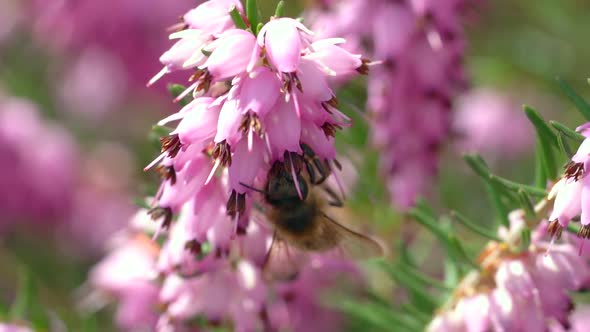 Wild bee climbing on pink bell flower and gathering tasty nectar in spring season. Closeup shot.