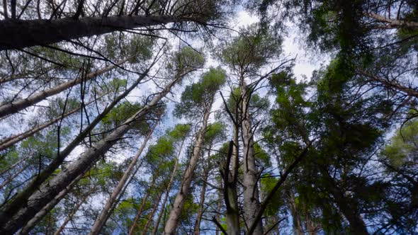 Lush green pine trees shot upwards towards blue sky with spinning motion