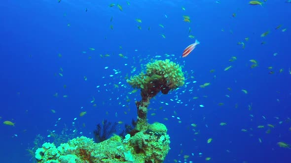 Blue-Green Chromis Coral Reef