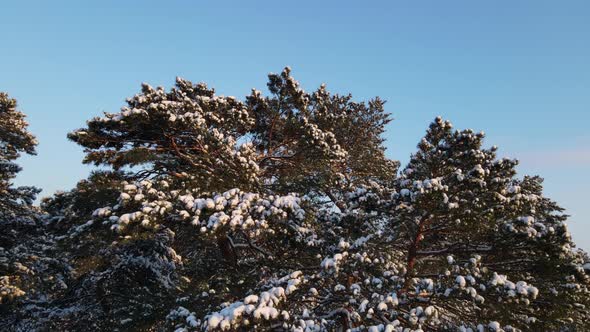 Pine Forest In Winter Covered With Snow