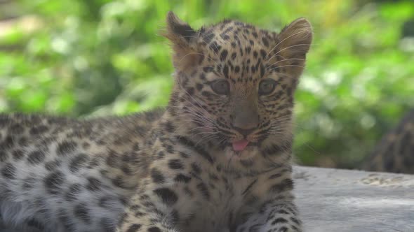 Close up of Amur Leopard cub as it licks