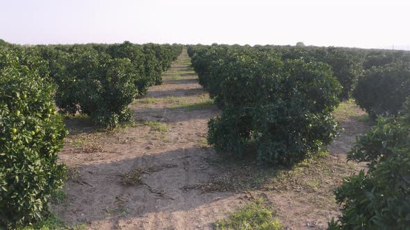 Young Olive Trees Growing on Big Olive Trees Plantation