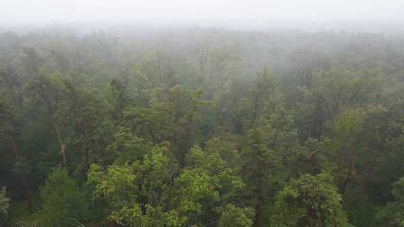 Fog in the Forest Aerial View